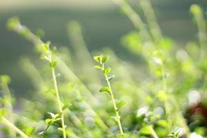 Nahaufnahme der Naturansicht des grünen Blattes im Garten im Sommer unter Sonnenlicht. natürliche grüne Pflanzenlandschaft als Hintergrund oder Tapete. foto