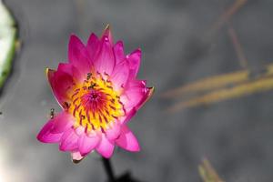 schöne rosa Seerose oder Lotusblume Perrys orangefarbener Sonnenuntergang. Nymphaea spiegelt sich im Wasser. Weicher, unscharfer Hintergrund dunkler Blätter aus einem alten Teich. foto