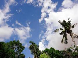 Kokospalme mit blauem Himmel, schöner tropischer Hintergrund. foto
