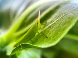 Heuschrecken sind eine Gruppe von Insekten, die zur Unterordnung der Caelifera gehören foto