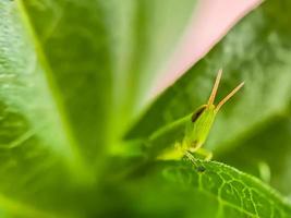 Heuschrecken sind eine Gruppe von Insekten, die zur Unterordnung der Caelifera gehören foto