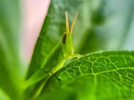 Heuschrecken sind eine Gruppe von Insekten, die zur Unterordnung der Caelifera gehören foto