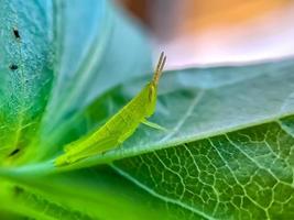 Heuschrecken sind eine Gruppe von Insekten, die zur Unterordnung der Caelifera gehören foto