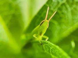 Heuschrecken sind eine Gruppe von Insekten, die zur Unterordnung der Caelifera gehören foto