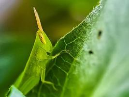 Heuschrecken sind eine Gruppe von Insekten, die zur Unterordnung der Caelifera gehören foto