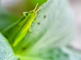 Heuschrecken sind eine Gruppe von Insekten, die zur Unterordnung der Caelifera gehören foto