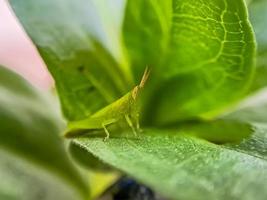 Heuschrecken sind eine Gruppe von Insekten, die zur Unterordnung der Caelifera gehören foto