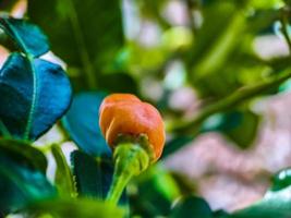 kleiner roter Cayennepfeffer auf Bio-Gartenbauernhof. Pflanzen, die Nahrung und Pflanzen sind foto