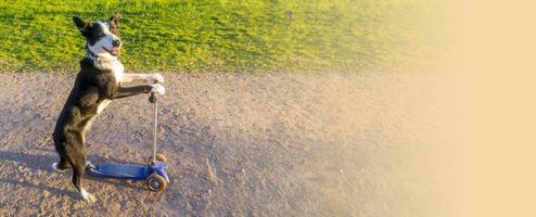 kleiner weißer hund, der einen roller fährt und steht. süßer hund fährt roller foto