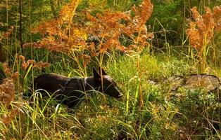 schwarzer hund schleicht im herbstwald zwischen den farnen foto