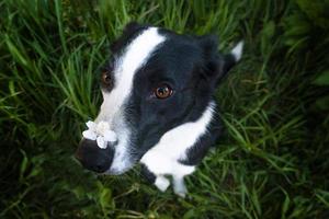 ein glücklicher hund in blumen. Das Haustier lächelt. foto