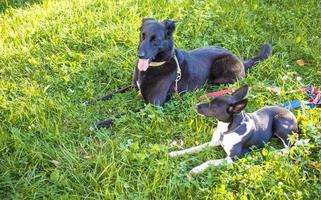 Kopfschuss von zwei Hunden mit verschwommenem grünem Hintergrund. seitliche Profilansicht foto