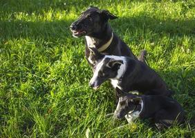 Kopfschuss von drei Hunden mit verschwommenem grünem Hintergrund. seitliche Profilansicht foto