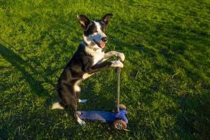 kleiner weißer hund, der einen roller fährt und steht. süßer hund fährt roller foto