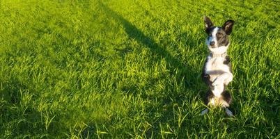 schwarz-weiße Hunderasse Border-Collie sitzt auf den Hinterbeinen und schaut zur Seite, führt den Befehl aus, foto
