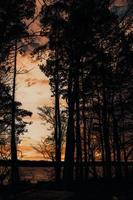 Schattenbild der Bäume unter bewölktem Himmel während des Sonnenuntergangs foto