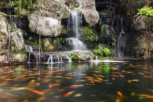 Koi-Fisch im Teich am Garten mit einem Wasserfall foto