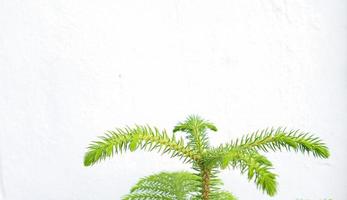 norfolk island pine oder hauswein foto