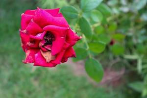 Eine rote Rose ist im Begriff zu verwelken foto