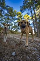 unsere schönen Freunde im Wald foto