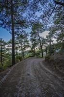 Wandern auf entspannendem Waldweg foto