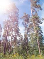 Kiefernwald im vertikalen Hintergrund des sonnigen Tages. foto