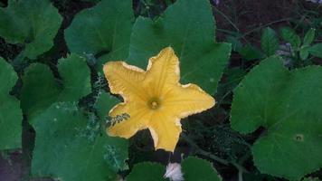eine Kürbisblume mit natürlichem grünem Hintergrund foto