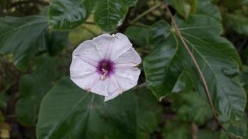 Madagaskar Immergrün Blumenpflanze mit Blume foto