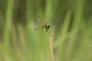 tanzende Dropwing-Libelle auf einem Stiel foto