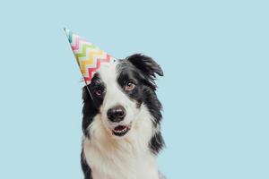 alles gute zum geburtstag partykonzept. lustiger süßer Hündchen-Border-Collie mit dummem Geburtstagshut isoliert auf blauem Hintergrund. Hund am Geburtstag. Vorbereitung für die Party. foto