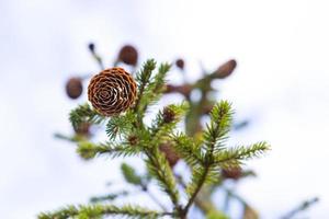 Natürlicher Fichtenzweig mit Zapfen gegen den Himmel aus nächster Nähe. weihnachtsbaum, immergrüner nadelbaum, tannenzapfen mit harz. Neujahr. Weihnachtsmarkt. Platz für Text. foto