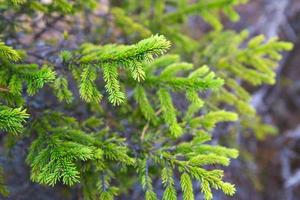 Fichtenzweig mit kurzen Nadeln aus nächster Nähe. natürlicher hintergrund, grüne weihnachtsbaumbeschaffenheit, muster. weihnachten, neujahr. Platz für Text. selektiver Fokus foto