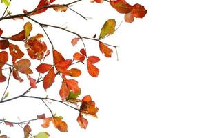 rote Blätter und frische Blätter des Seemandelbaums foto