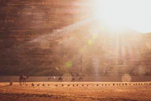 Gruppe von Erwachsenen- und Babykamel mit seiner Mutter, die Wadi Rum in Jordanien erkundet foto