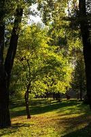 Herbstwald in der untergehenden Sonne foto