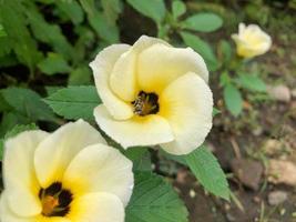 nahaufnahme einer kleinen biene auf damianas weißen gelben blüten, die nach nektar und pollen suchen. Makro selektiver Fokus Bestäubung sammelt. foto