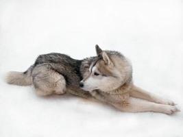 ein hübscher schwarzbrauner sibirischer husky-hund, der sich hinlegt, entspannt sich auf dem kalten winterweißen schnee im polkland des arktischen kreises, tierleben foto