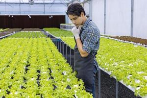 Asiatischer lokaler Bauer, der seinen eigenen Salat aus grüner Eiche im Gewächshaus anbaut, indem er ein organisches Hydroponik-Wassersystem für ein eigenes Familienunternehmen verwendet und einige zum Verkauf auswählt foto