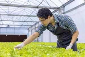 Asiatischer lokaler Bauer, der seinen eigenen Salat aus grüner Eiche im Gewächshaus anbaut, indem er ein organisches Hydroponik-Wassersystem für ein eigenes Familienunternehmen verwendet und einige zum Verkauf auswählt foto