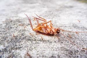 Die Kakerlake auf dem Betonboden starb an Insektengift und wurde von Ameisen gefressen foto