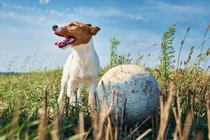 Fröhlicher lächelnder Hund spielt am Sommertag mit Ball auf dem Feld foto