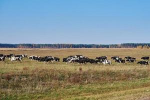 Herde von Kühen, die an einem Sommertag auf der grünen Wiese grasen foto