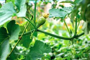 Kleine aufstrebende Zucchini mit einer Blume, die im Garten wächst foto