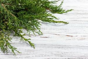 frische grüne kiefernblätter, orientalischer arborvitae, thuja orientalis auch bekannt als platycladus orientalis dekoration auf weißem holzbrett mit kopierraum foto