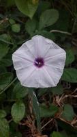 wilde weiße Blume auf einer Pflanze foto