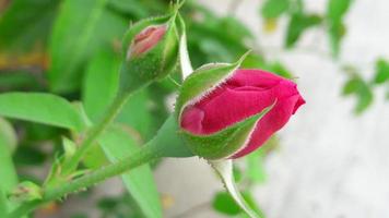 eine Blume im Garten foto