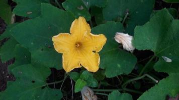 eine Kürbisblume mit natürlichem grünem Hintergrund foto