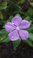 Madagaskar Immergrün Blume auf einer Pflanze foto