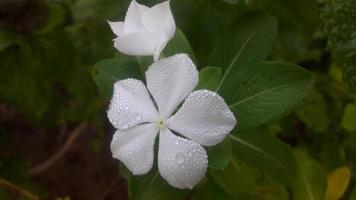 Madagaskar Immergrün Blume auf einer Pflanze foto