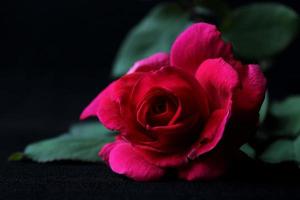 rote Rose foto